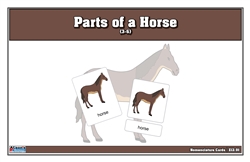 Parts of a Horse Nomenclature Cards (3-6) Printed