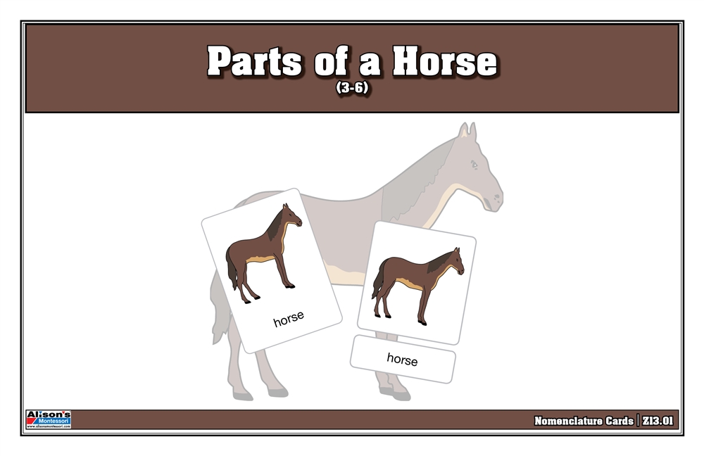 Parts of a Horse Nomenclature Cards 