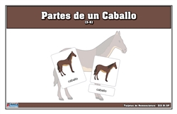 Parts of a Horse Nomenclature Cards (3-6) Printed