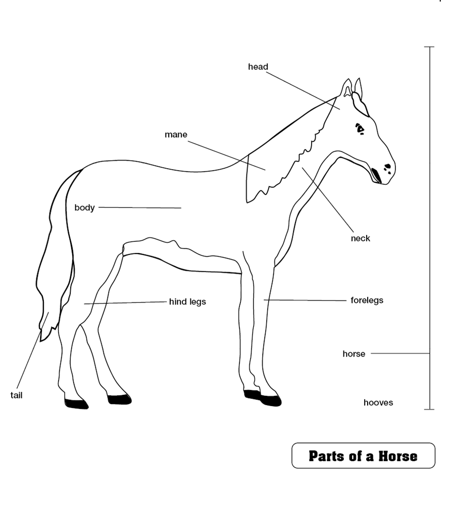 Montessori Materials: Parts of a Horse Puzzle Control Chart