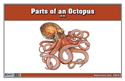 Parts of an Octopus Three Part Cards (3-6)