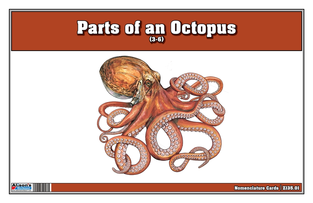 parts of an octopus  3