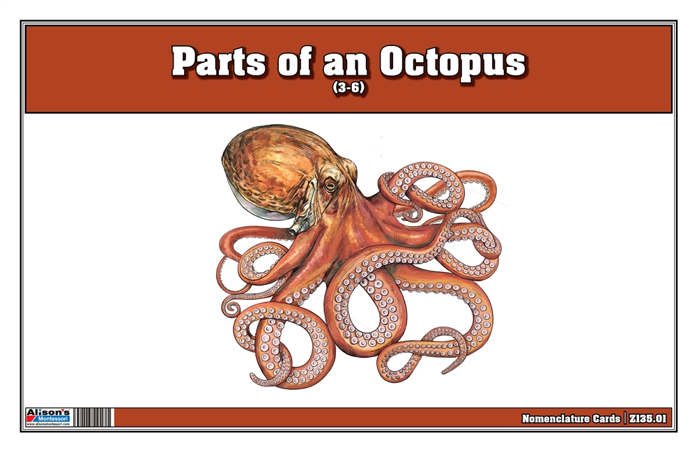 Parts of an Octopus Three Part Cards (3-6) 