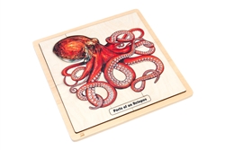 Parts of an Octopus Puzzle