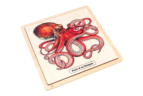 Parts of an Octopus Puzzle