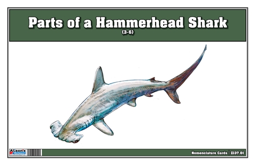 Parts of a Hammerhead Shark (3-6)
