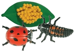 Life Cycle of a Ladybug Models