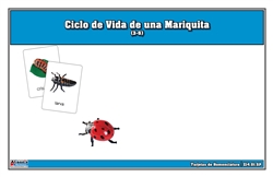 Life Cycle of a Ladybug Nomenclature Cards (Printed)