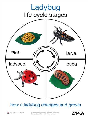 Life Cycle of a Ladybug Cards