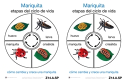 Life Cycle of a Ladybug Cards