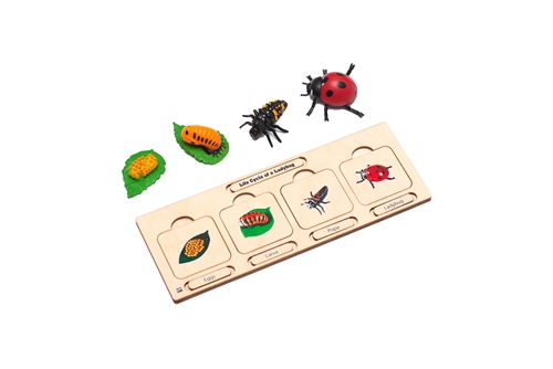 Life Cycle of a Ladybug Complete Set (Model & Puzzle)