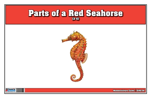 Parts of Red Seahorse (3-6)