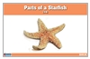 Parts of an Echinoderm Three Part Cards (3-6)