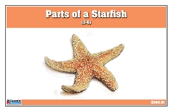 Parts of a Starfish (3-6)