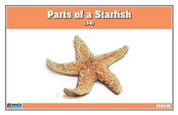 Parts of an Echinoderm Three Part Cards (6-9)