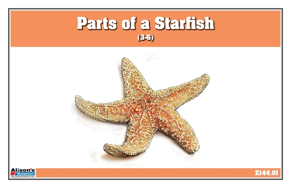  Parts of an Echinoderm Nomenclature Cards (6-9)