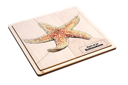 Parts of an Echinoderm Puzzle with Nomenclature Cards (6-9)