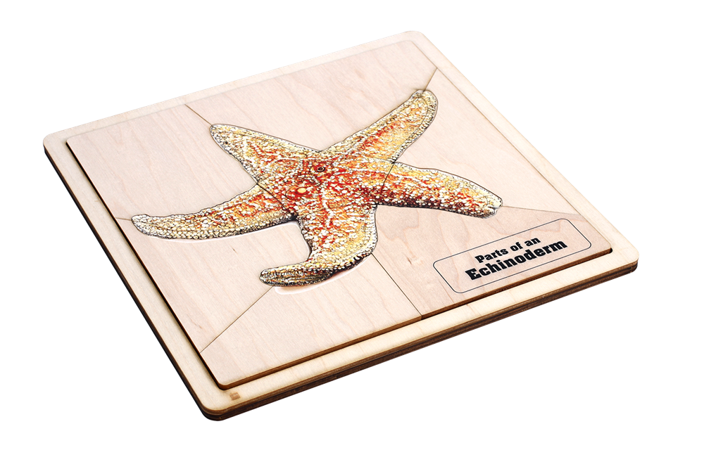 Parts of an Echinoderm Puzzle 