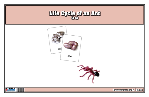 Life Cycle of an Ant Nomenclature Cards