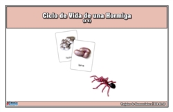 Tarjetas de nomenclatura del ciclo de vida de una hormiga (Spanish)