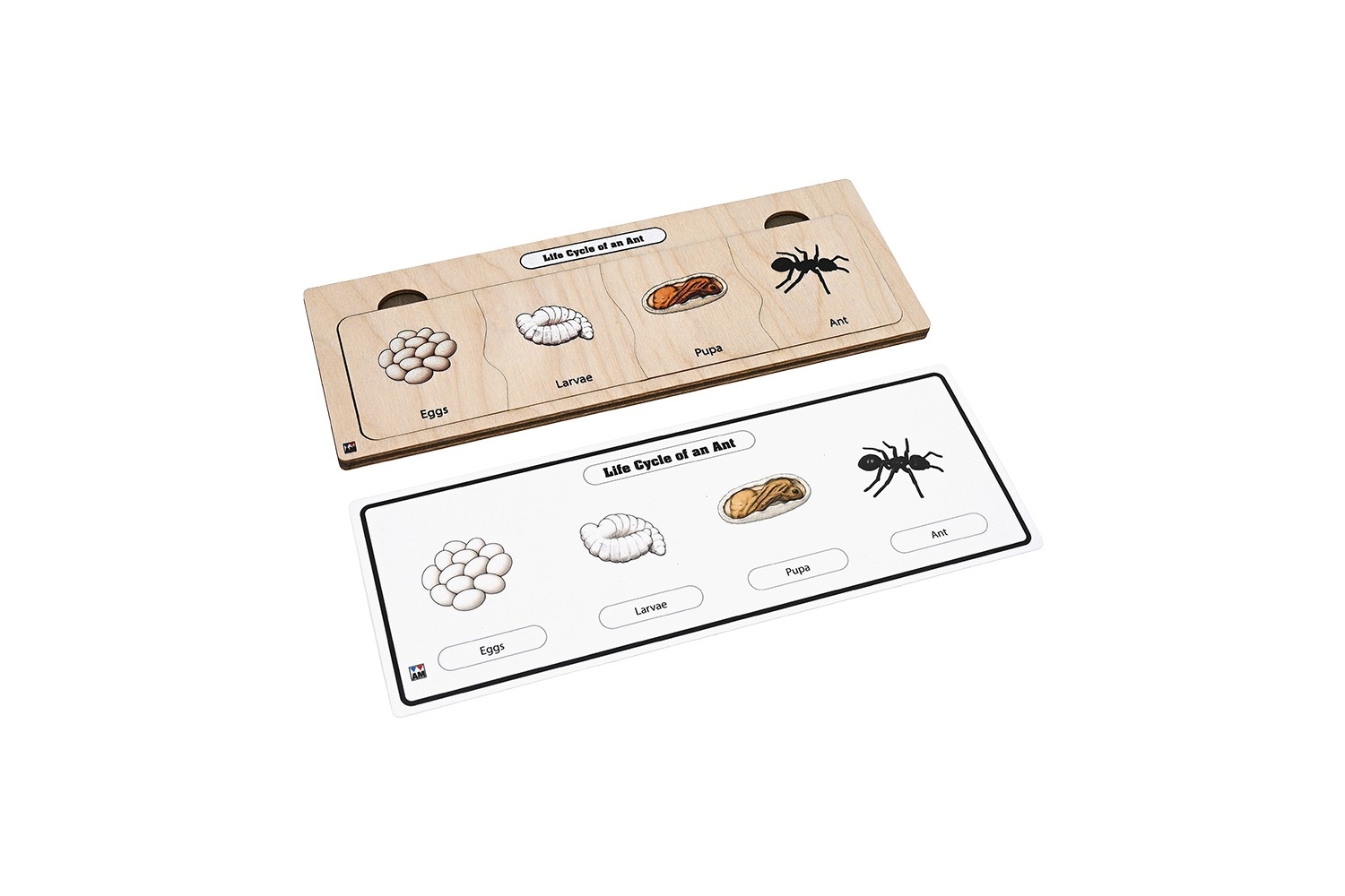 Life Cycle Puzzle: Ant 