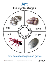 Life Cycle of an Ant Cards