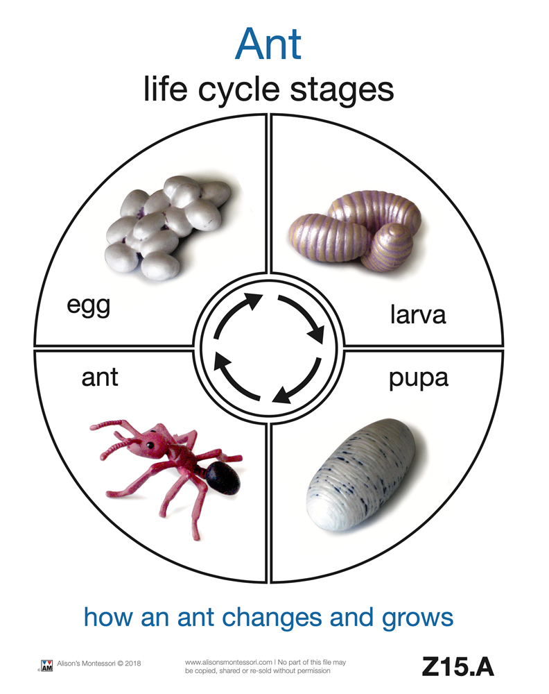 Life Cycle of an Ant Cards 