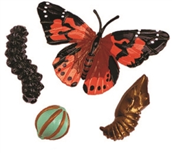 Life Cycle of a Butterfly Models