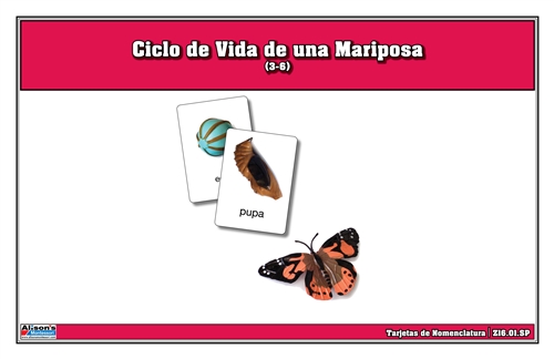 Life Cycle of a Butterfly Nomenclature Cards (Printed)