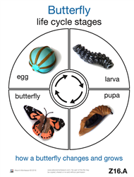 Life Cycle of a Butterfly Cards (Printed)