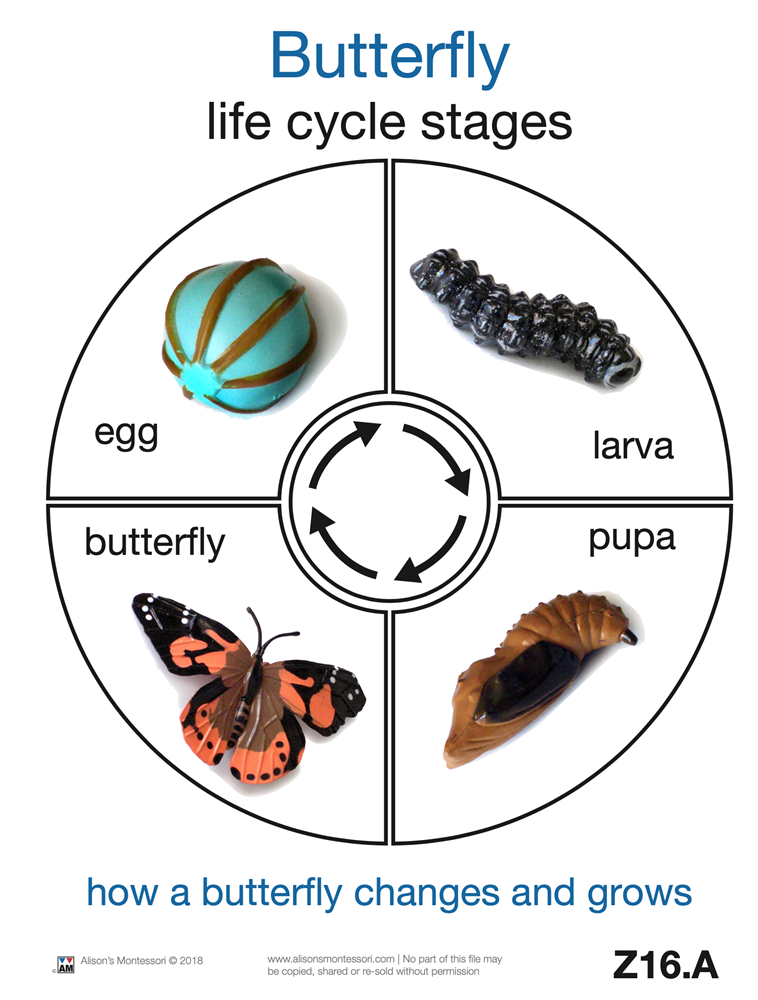 Life Cycle of a Butterfly Cards 