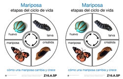 Tarjetas del ciclo de vida de una mariposa (Spanish)