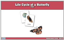 Life Cycle of a Butterfly Nomenclature Cards (Printed)