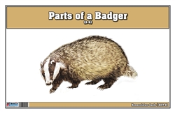 Parts of a Badger Three Part Cards (3-6)