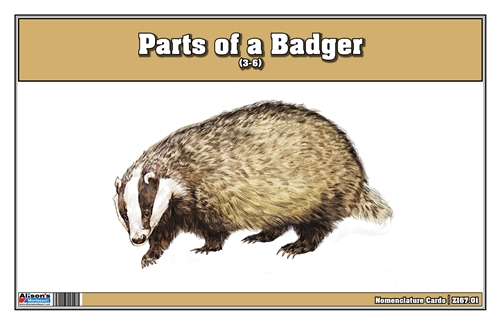Parts of a Badger (3-6)