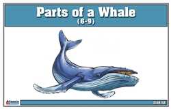 Parts of a Whale (6-9)