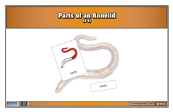 Parts of an Annelid Nomenclature Cards (3-6) (Printed)