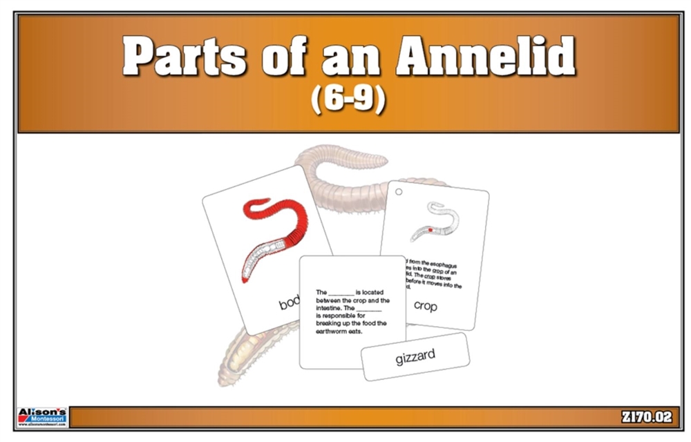 Parts of an Annelid Nomenclature Cards (6-9) (Printed) 