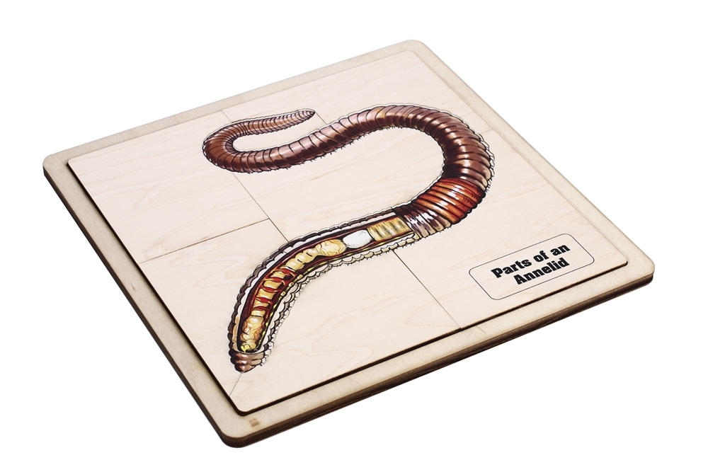  Parts of an Annelid Puzzle