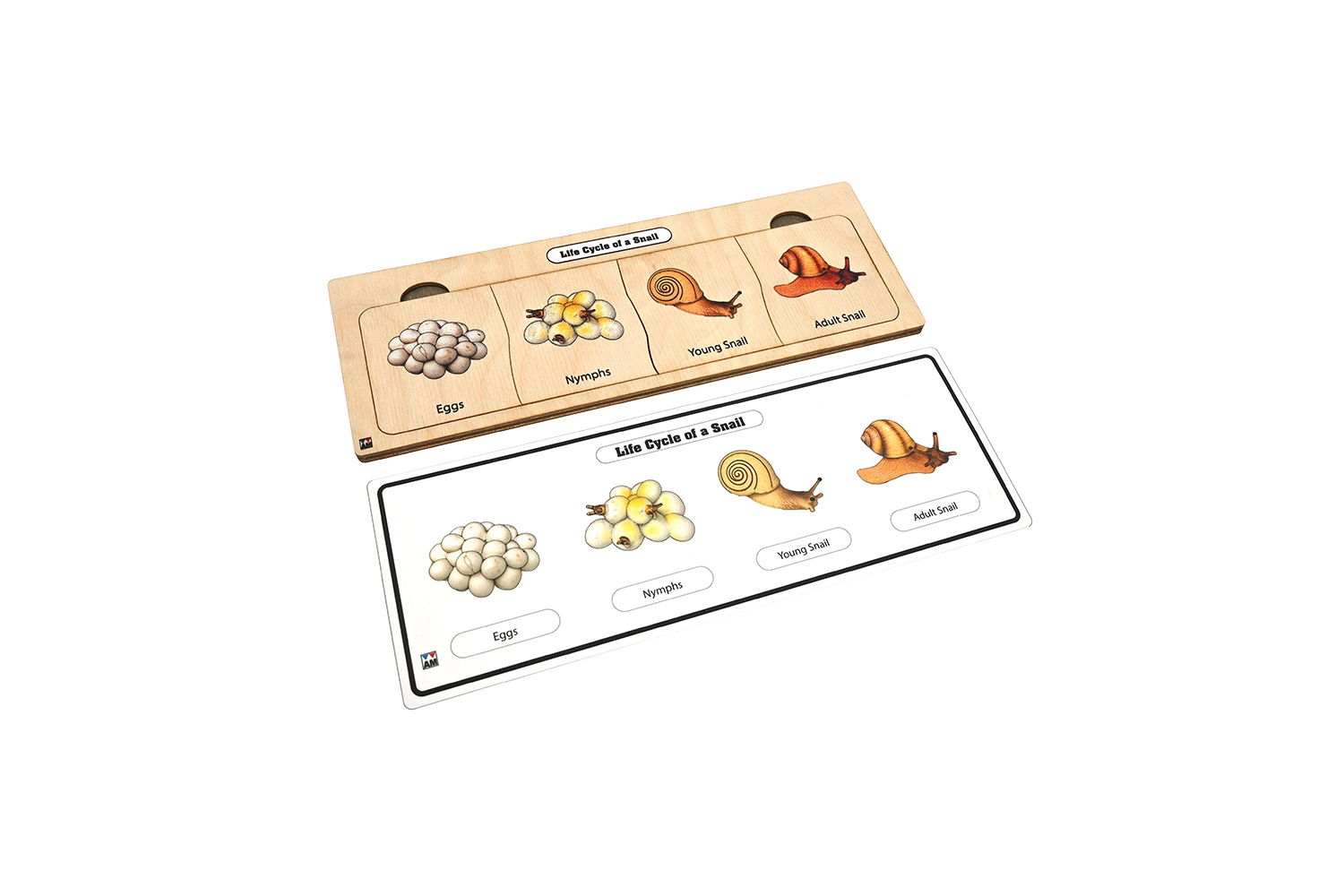 Life Cycle Puzzle: Snaile 