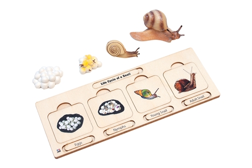 Life Cycle Set: Snail