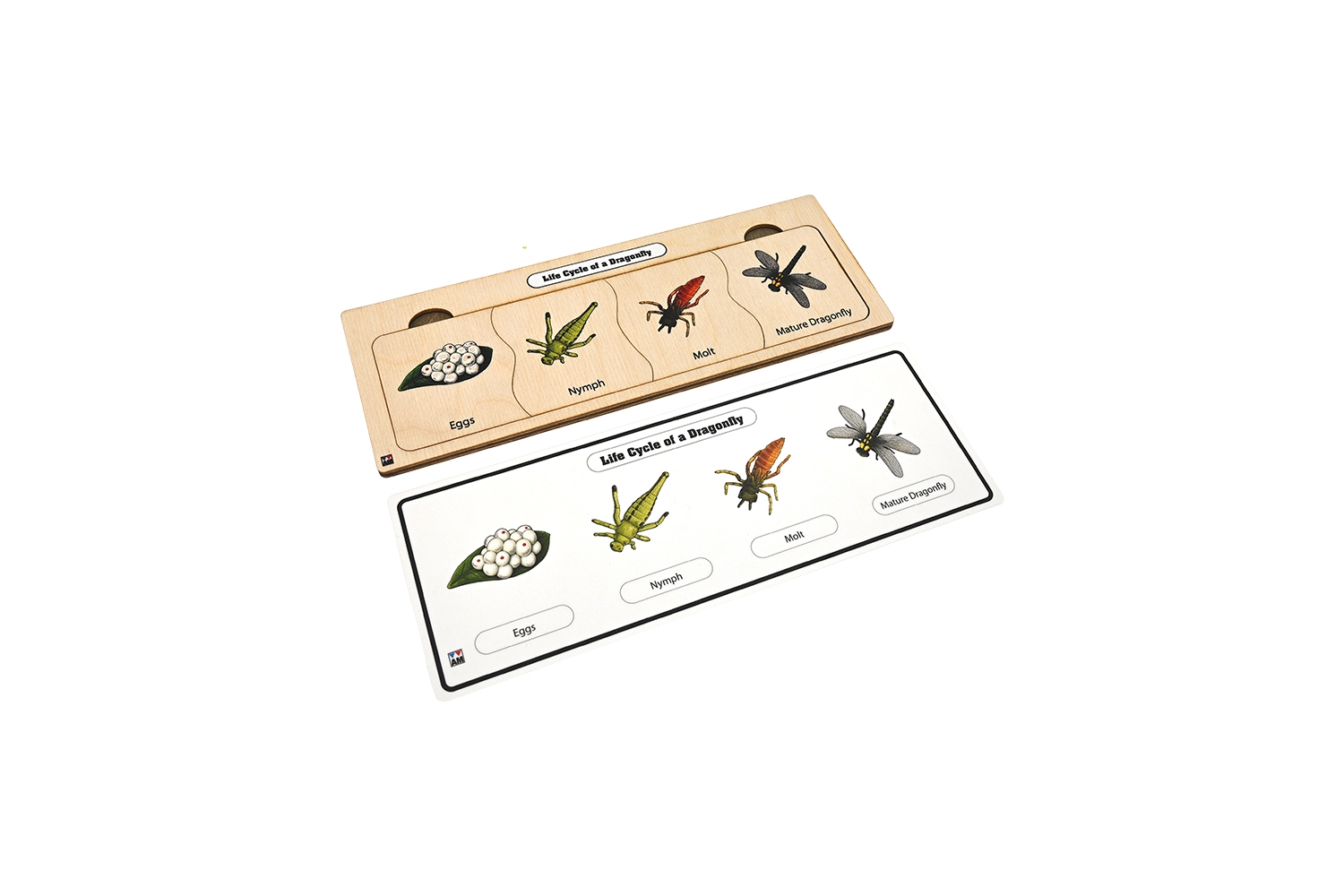Life Cycle Puzzle: Dragonfly 