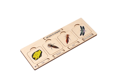Life Cycle of a Dragonfly Puzzle