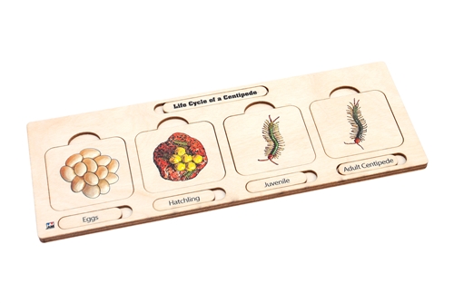 Life Cycle of a Centipede Puzzle