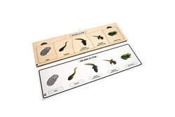 Life Cycle Puzzle: Frog 2 (Five Stages)