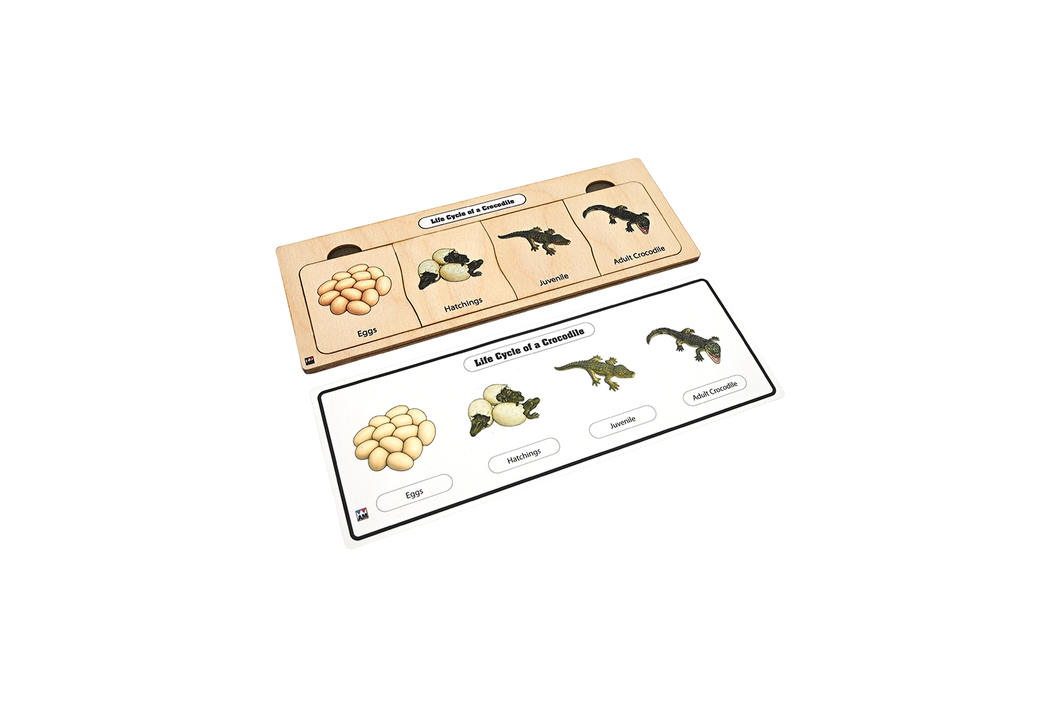 Life Cycle Puzzle: Crocodile 