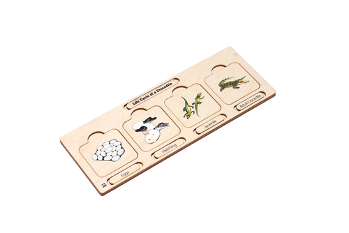 Life Cycle of a Crocodile Puzzle