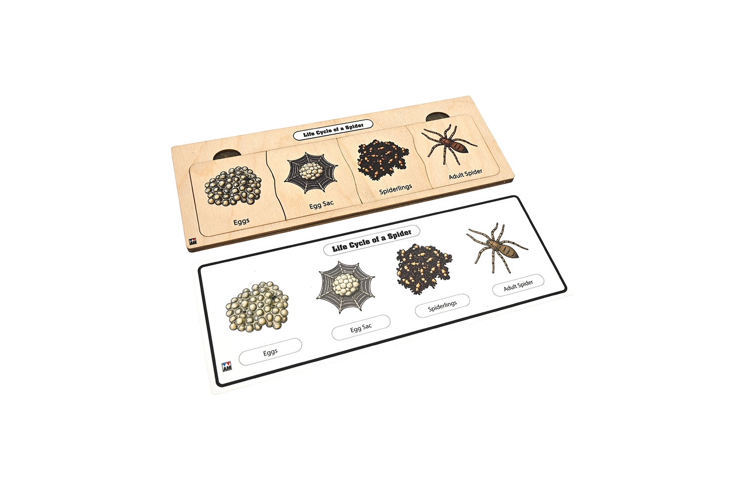 Life Cycle Puzzle: Spider 