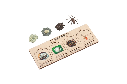 Life Cycle Set: Spider