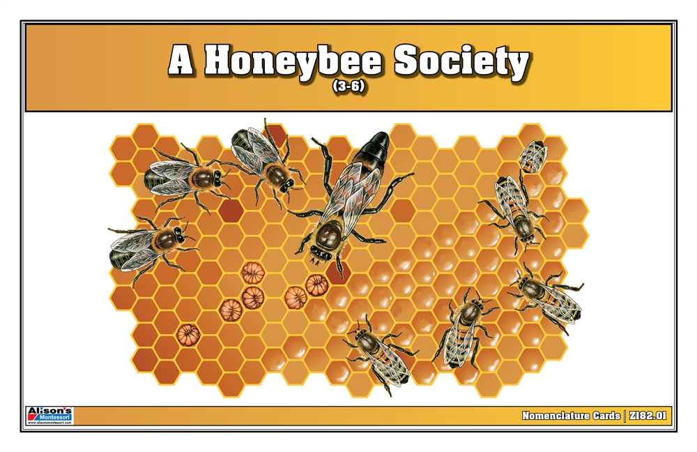 A Honeybee Society Nomenclature Cards (3-6) (Printed) 